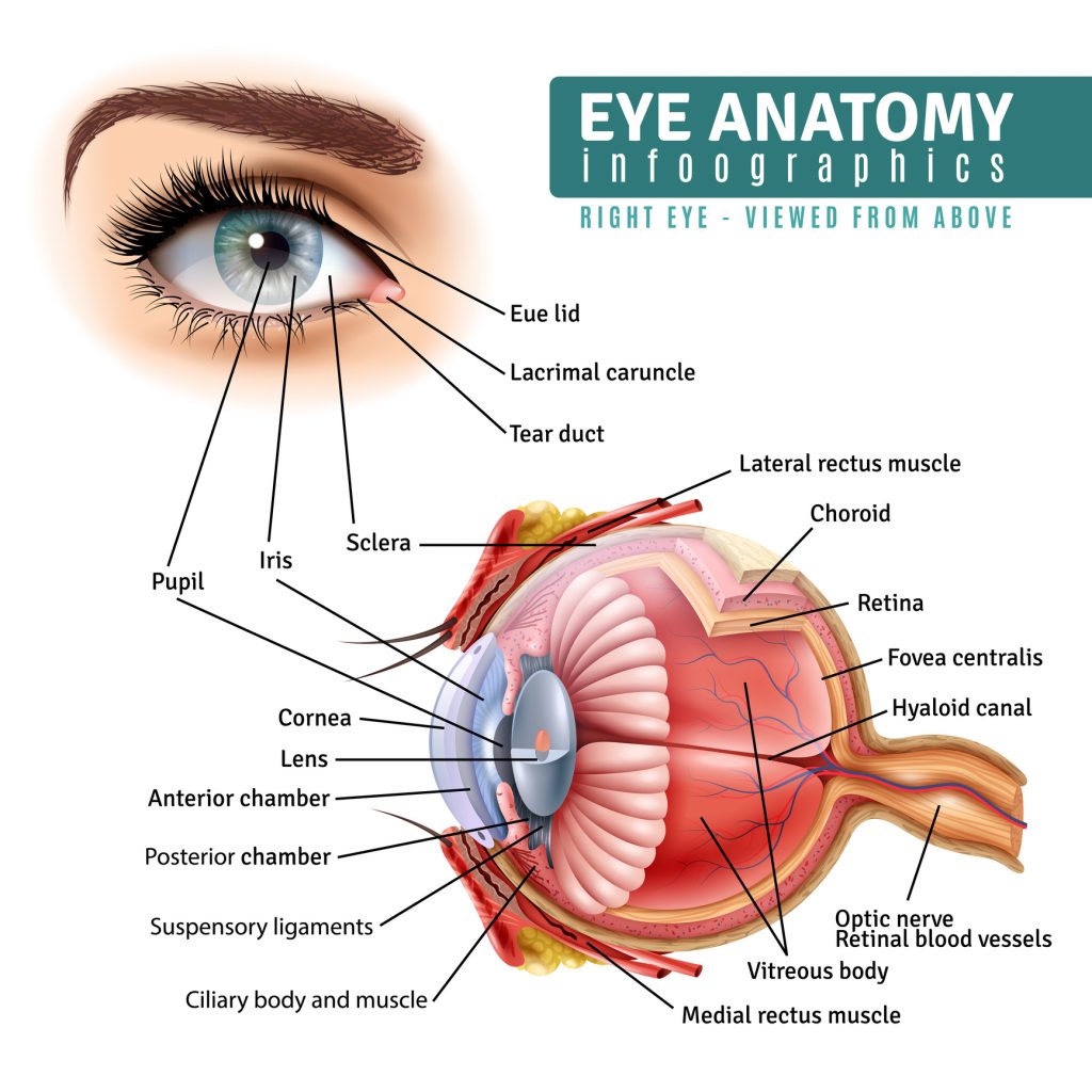 What Are The Eyes Made Of? - Pacific Vision Institute Articles